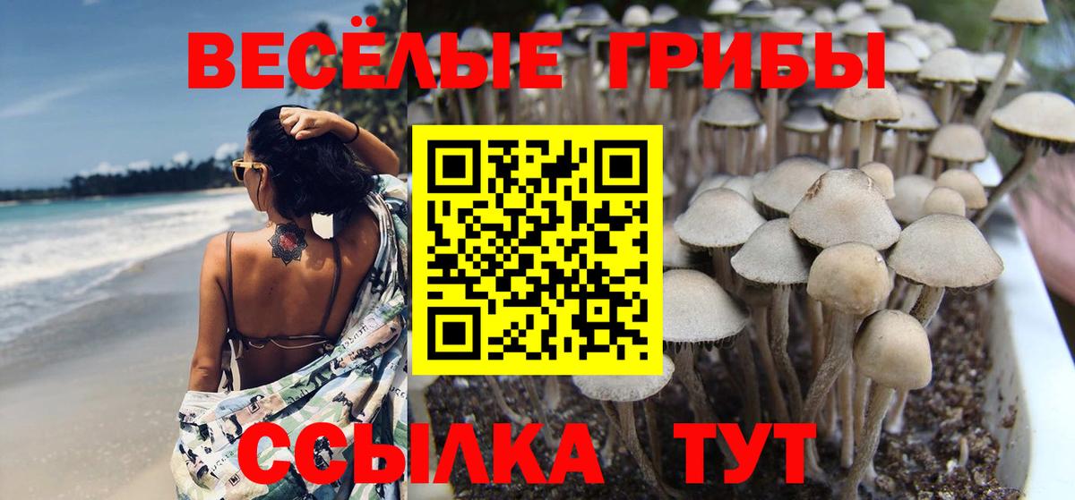 Галлюциногенные грибы Psilocybine cubensis Евпатория